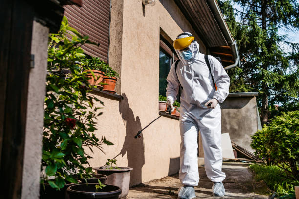 Wasp Removal Services in Boling, TX