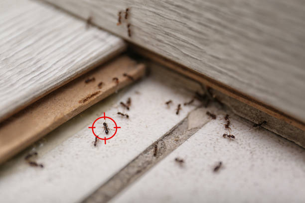 Trusted Boling, TX Pest Control Experts