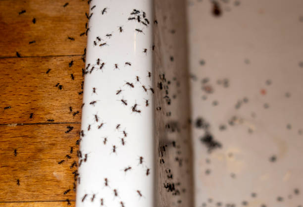 Best Residential Pest Control  in Boling, TX